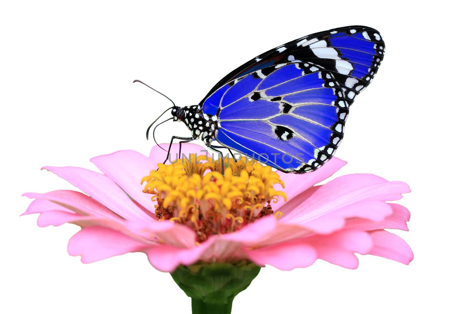 exotic blue butterfly isolated on white background                                   