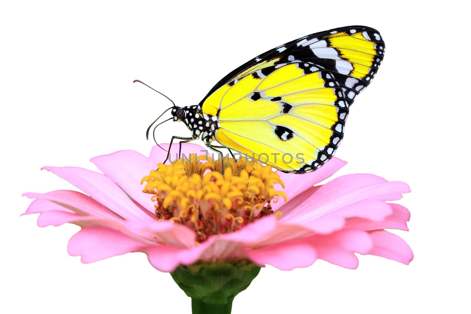 exotic yellow butterfly isolated on white background                                   