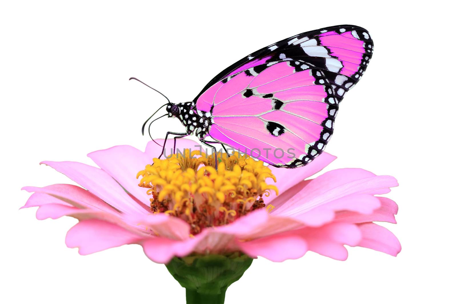 exotic pink butterfly isolated on white background                                   