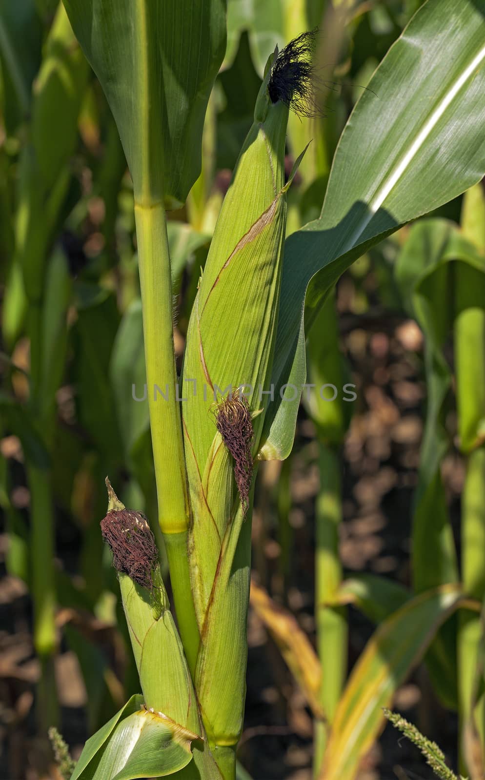   photographed by a close up ears of green corn.