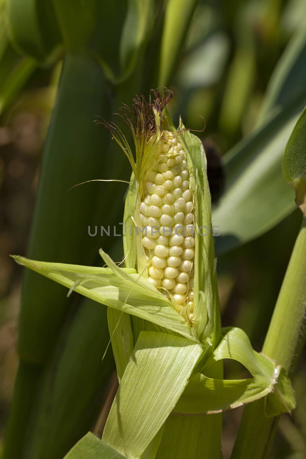   photographed by a close up ears of green corn.