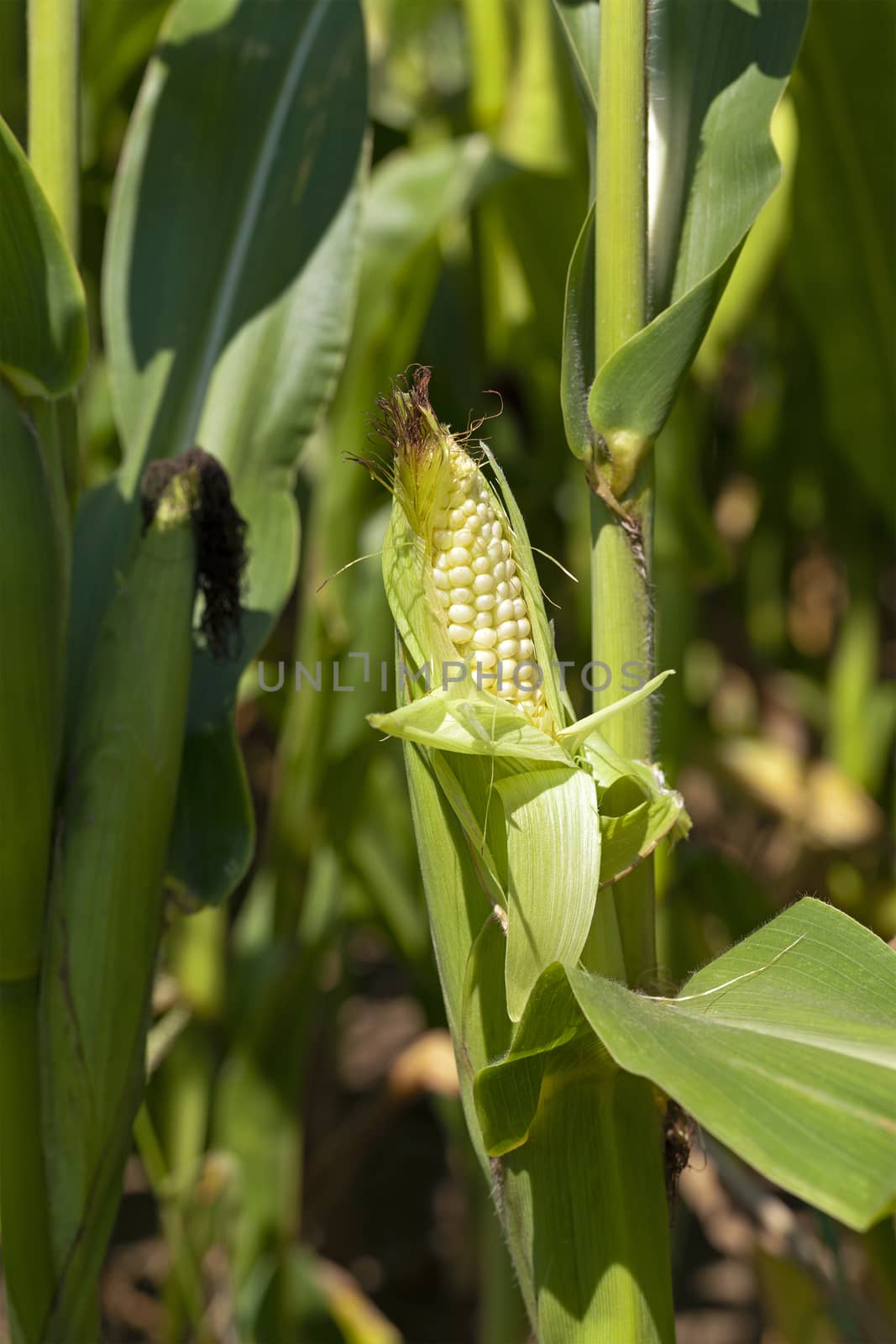  photographed by a close up ears of green corn.