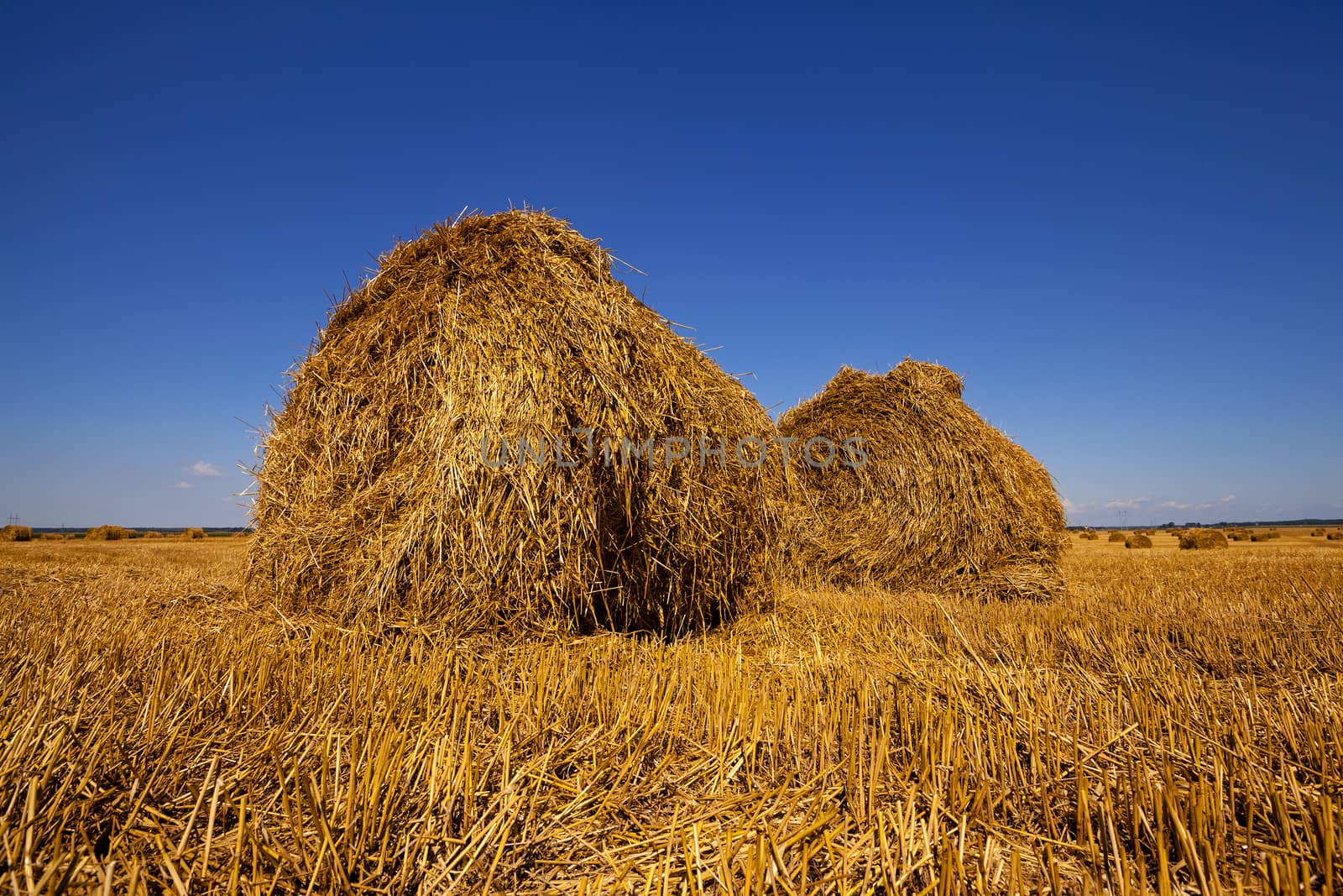  an agricultural field on which are a stack after cleaning of cereals