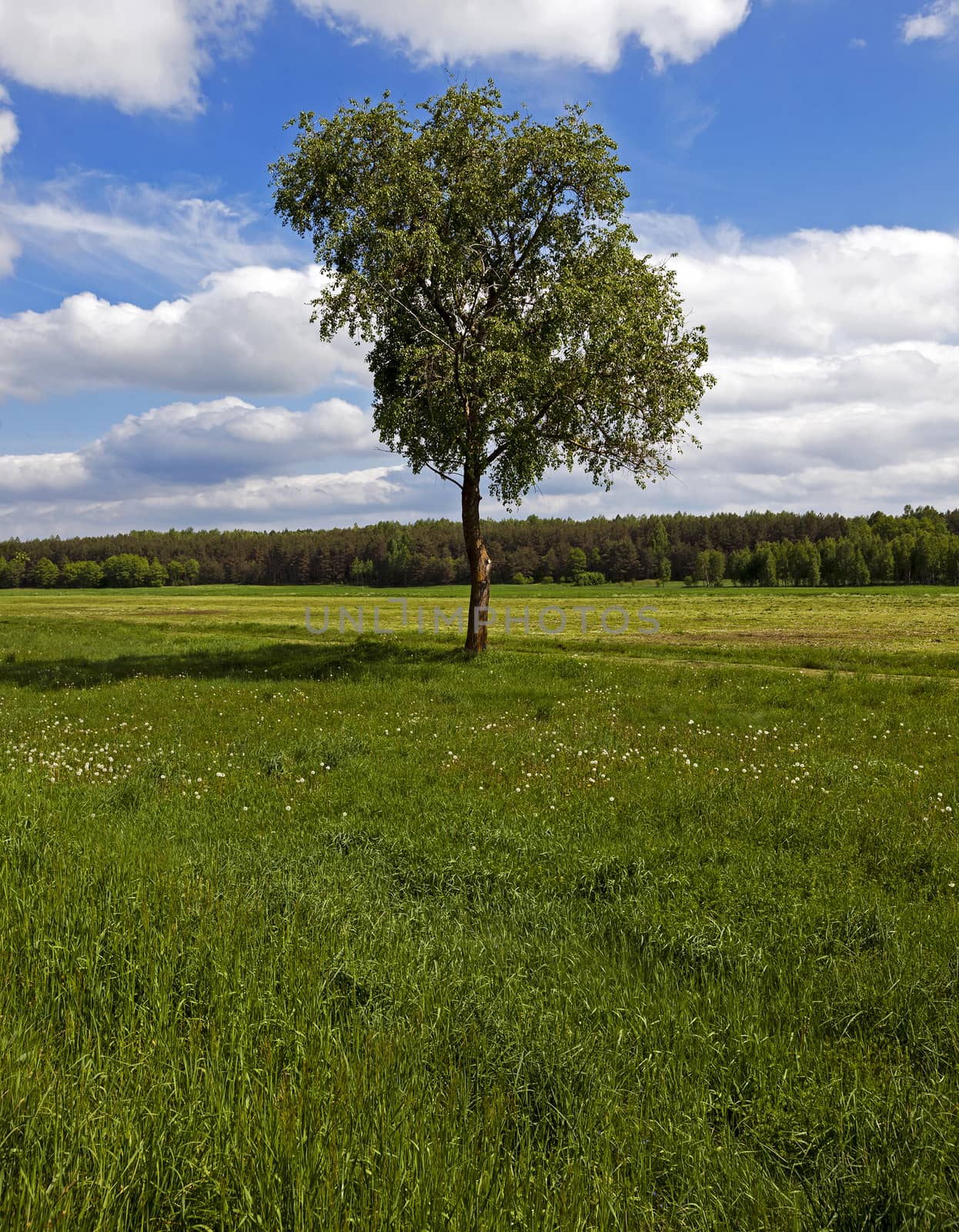  the tree of a birch growing in a field on which grow up plants