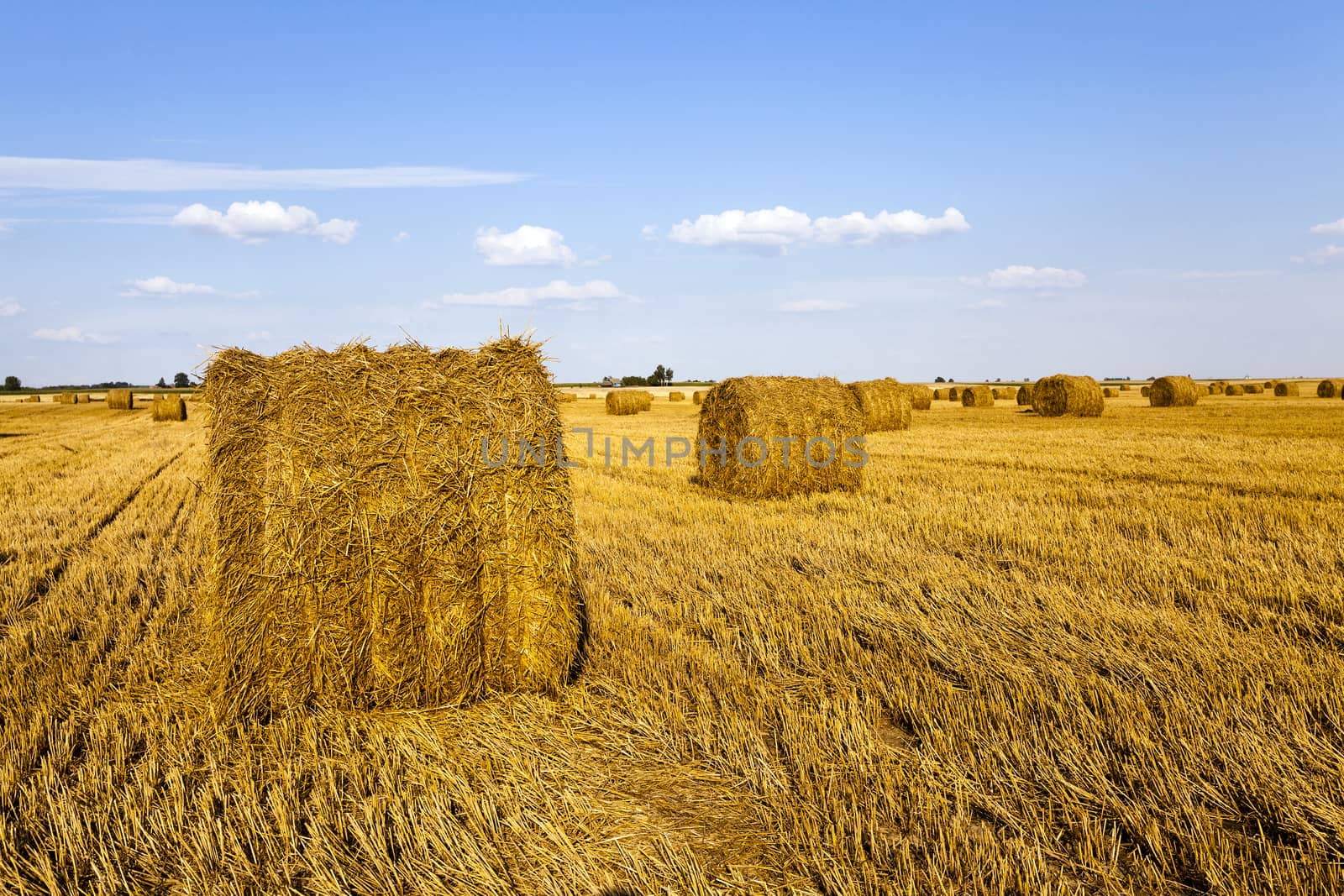   an agricultural field on which grow up also the harvest  wheat