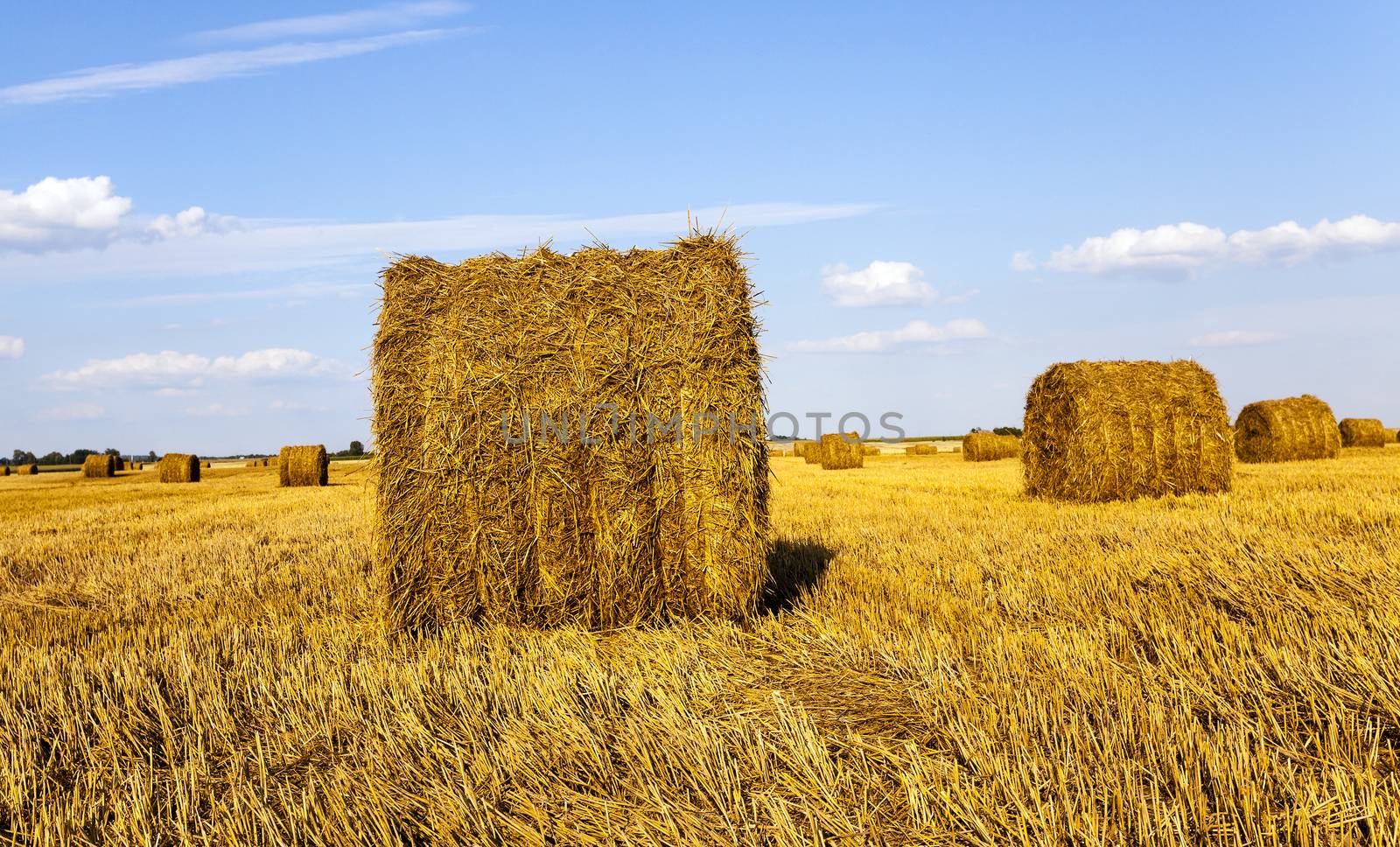  an agricultural field on which grow up also the harvest  wheat