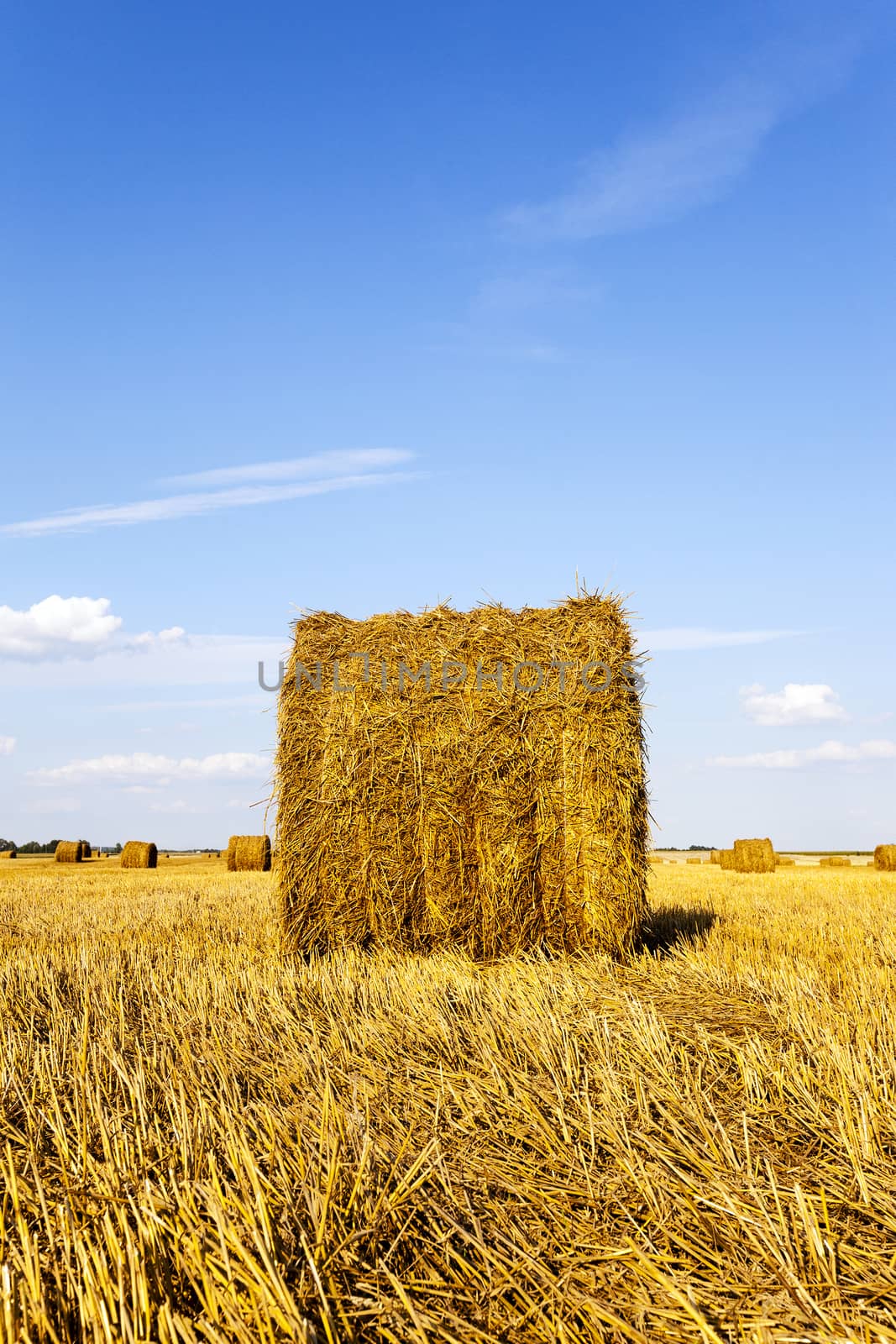   the stack of straw which is on an agricultural field. fall