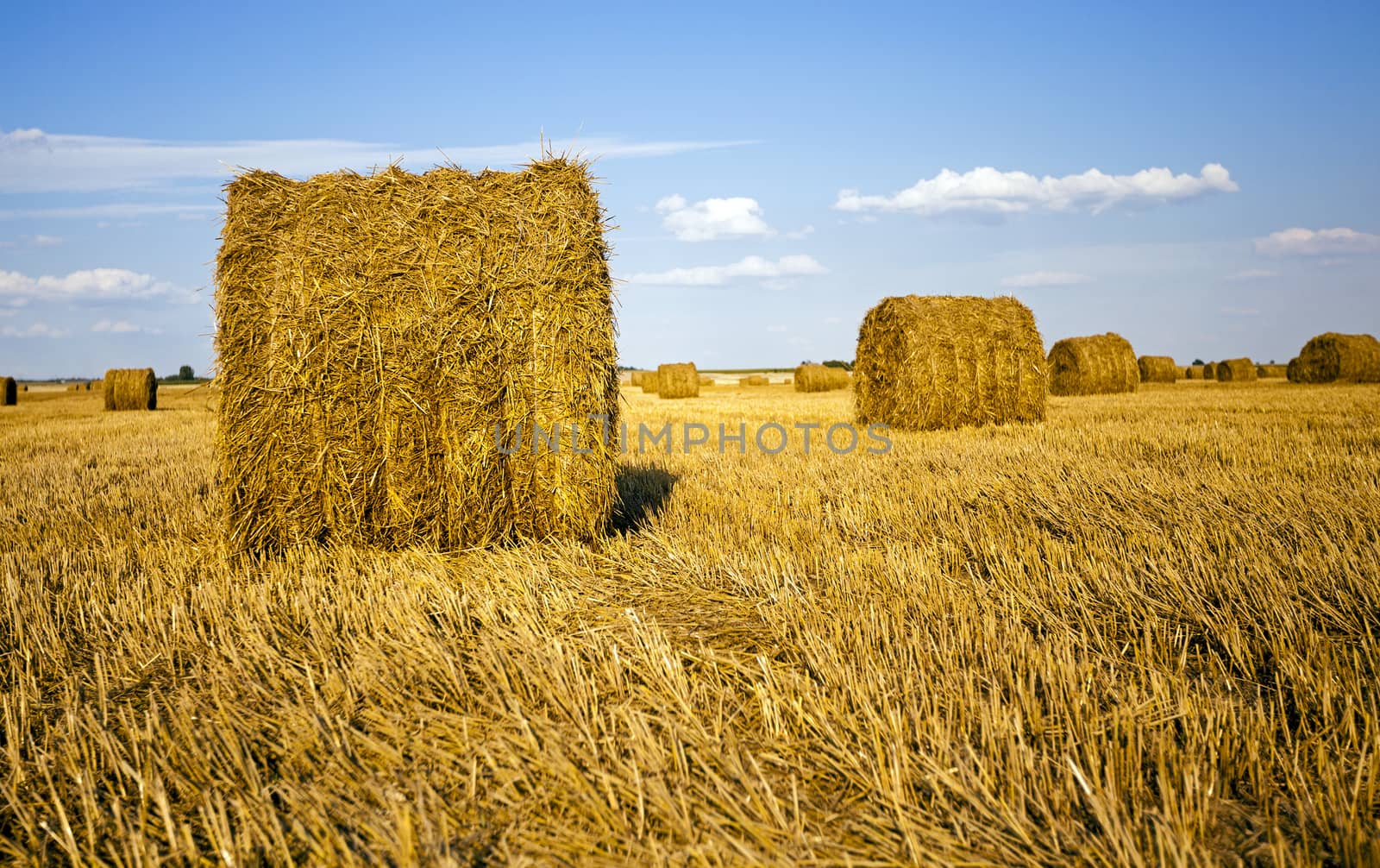  an agricultural field on which grow up also the harvest  wheat