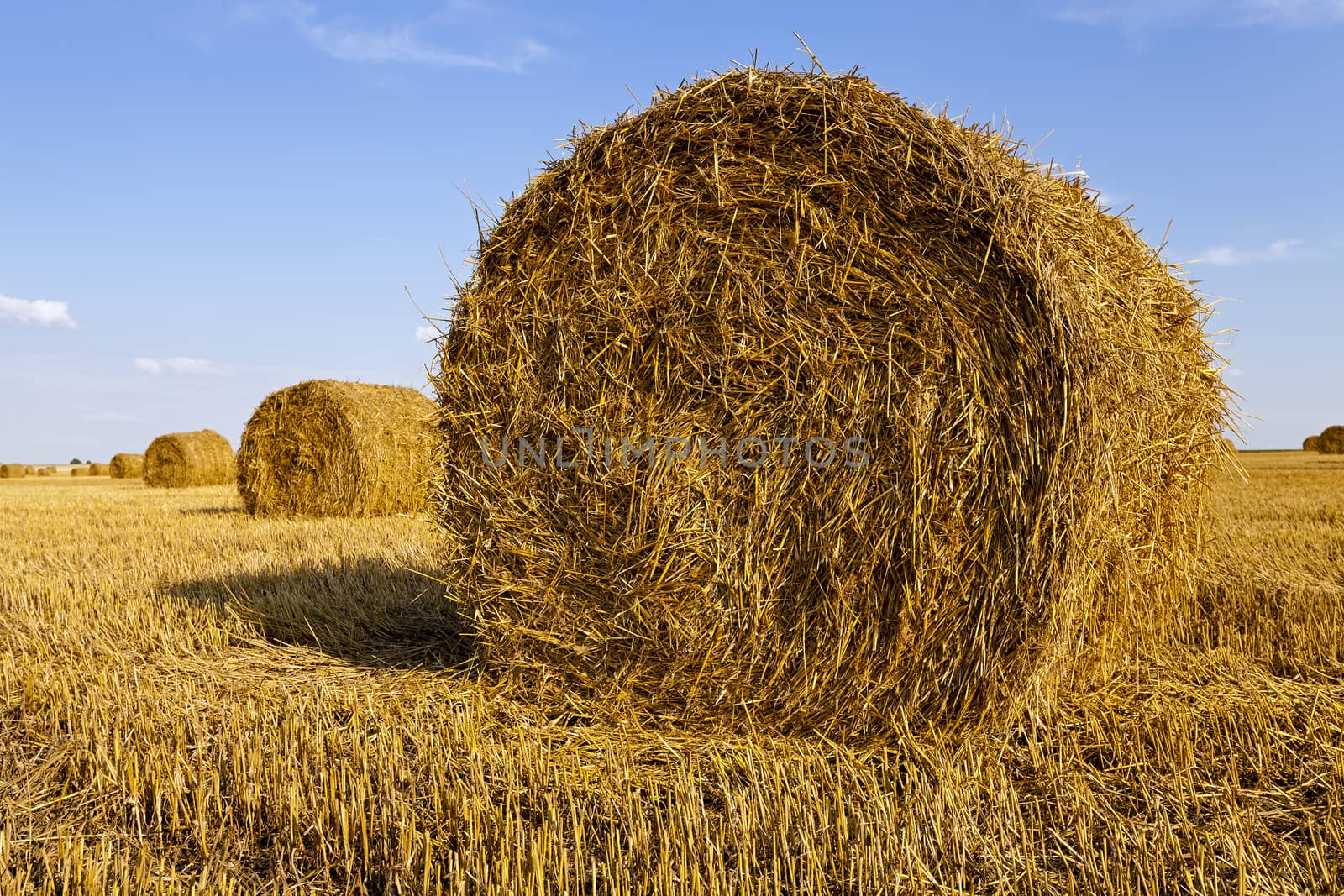  an agricultural field on which grow up also the harvest  wheat