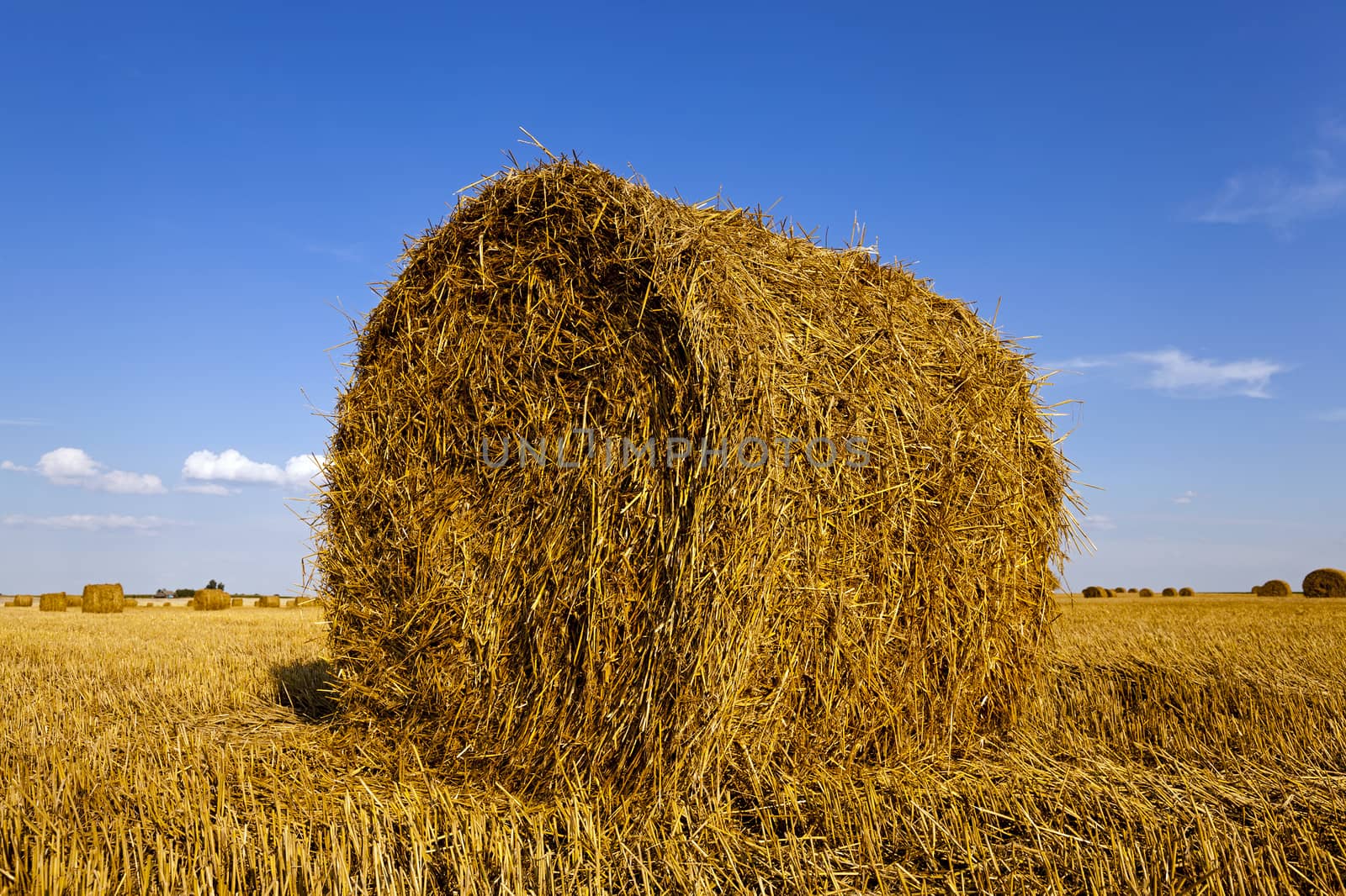  an agricultural field on which grow up also the harvest  wheat