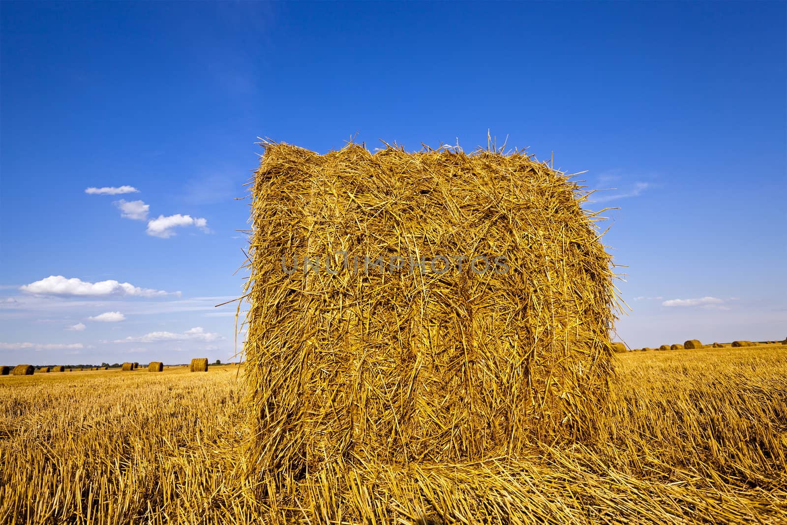  an agricultural field on which grow up also the harvest  wheat