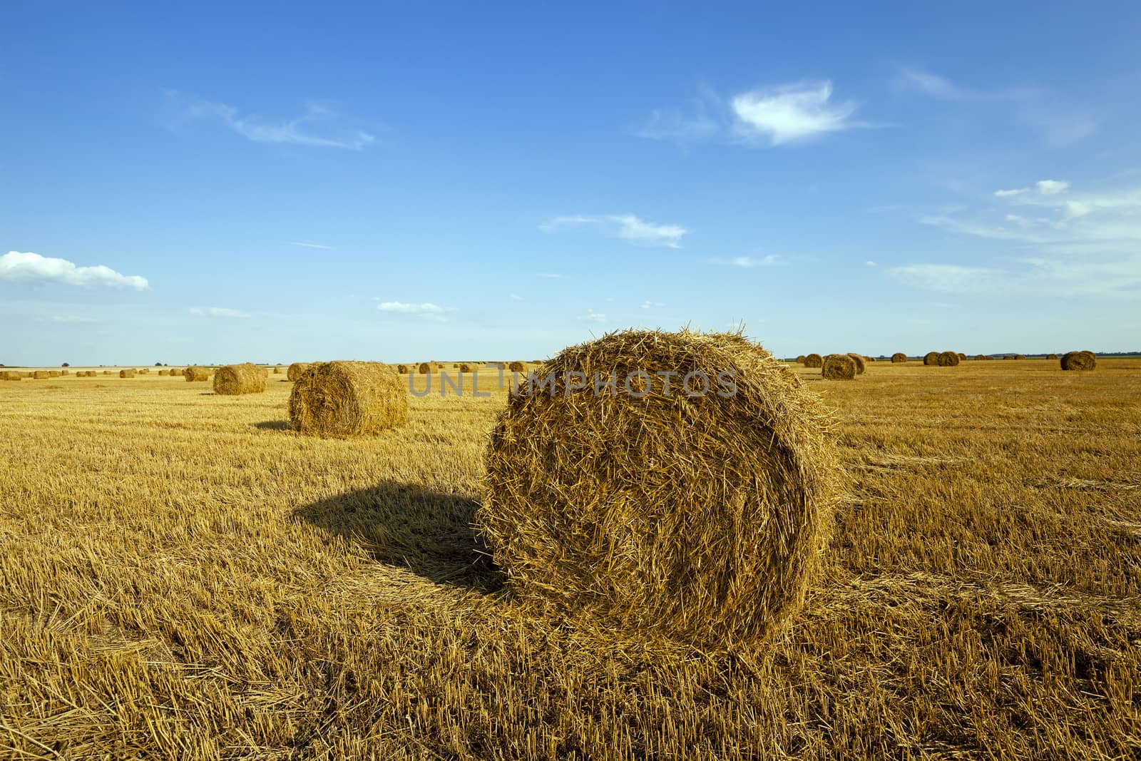   an agricultural field on which grow up also the harvest  wheat