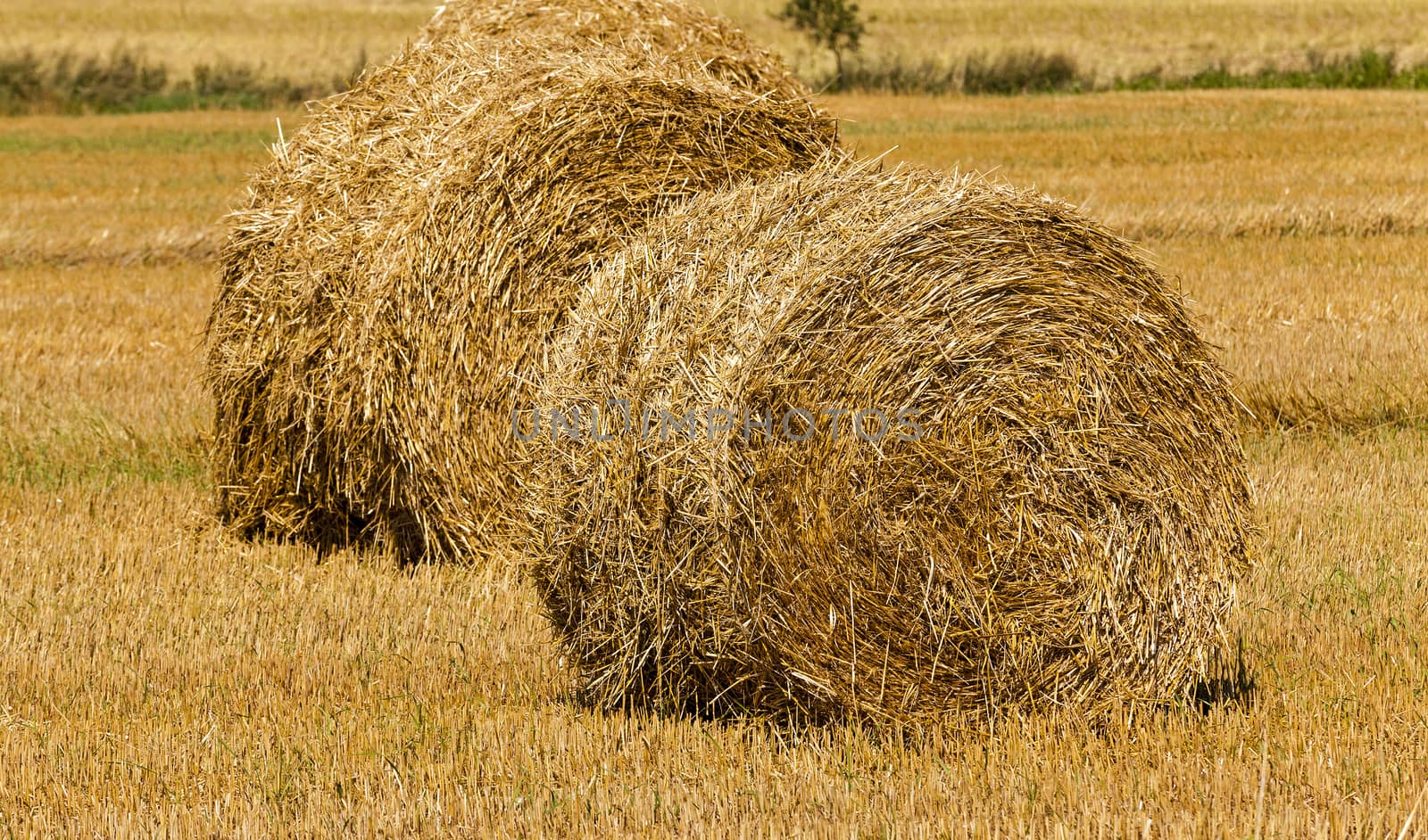  the photographed stack of the straw which has remained after the harvest company of wheat