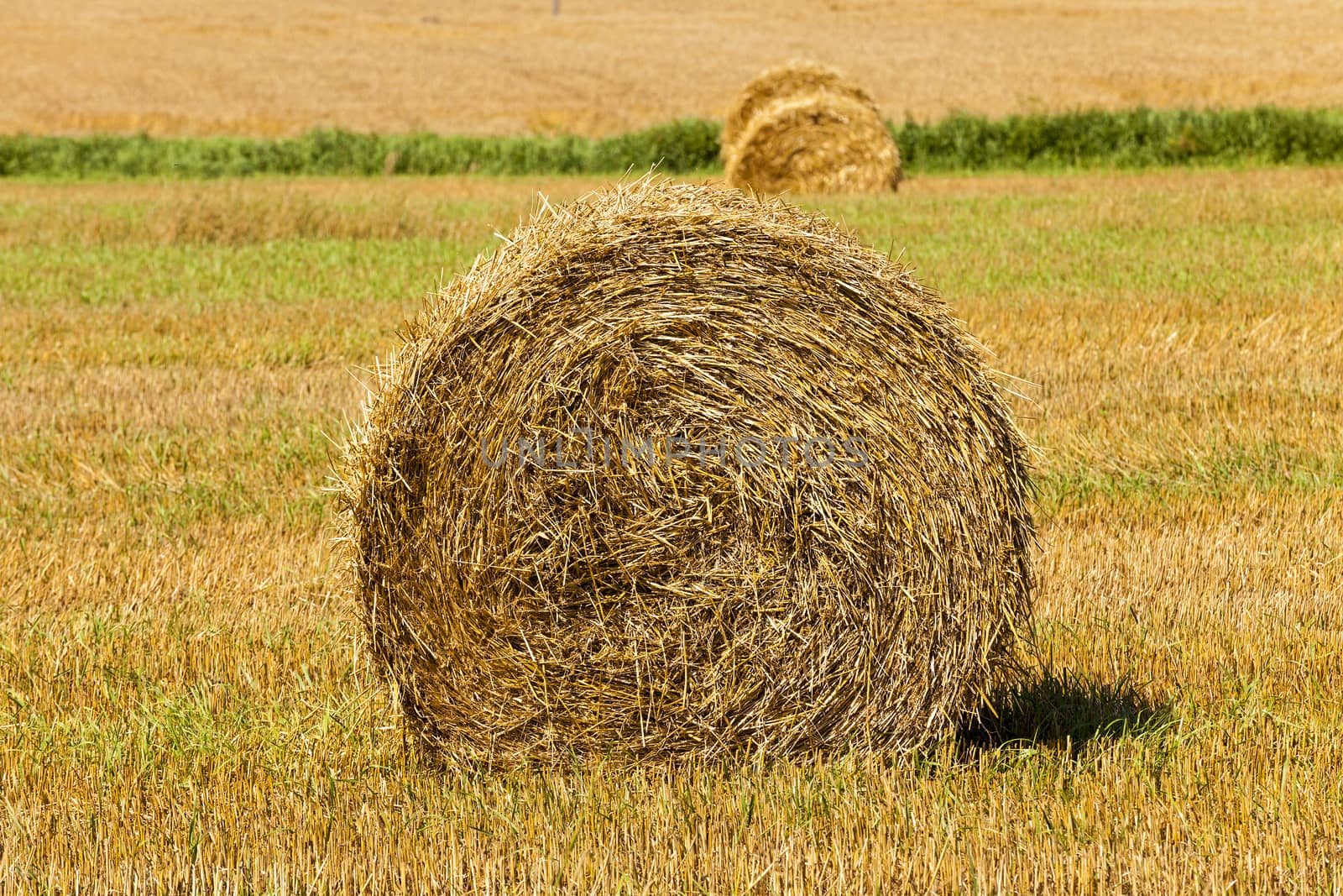   the photographed stack of the straw which has remained after the harvest company of wheat