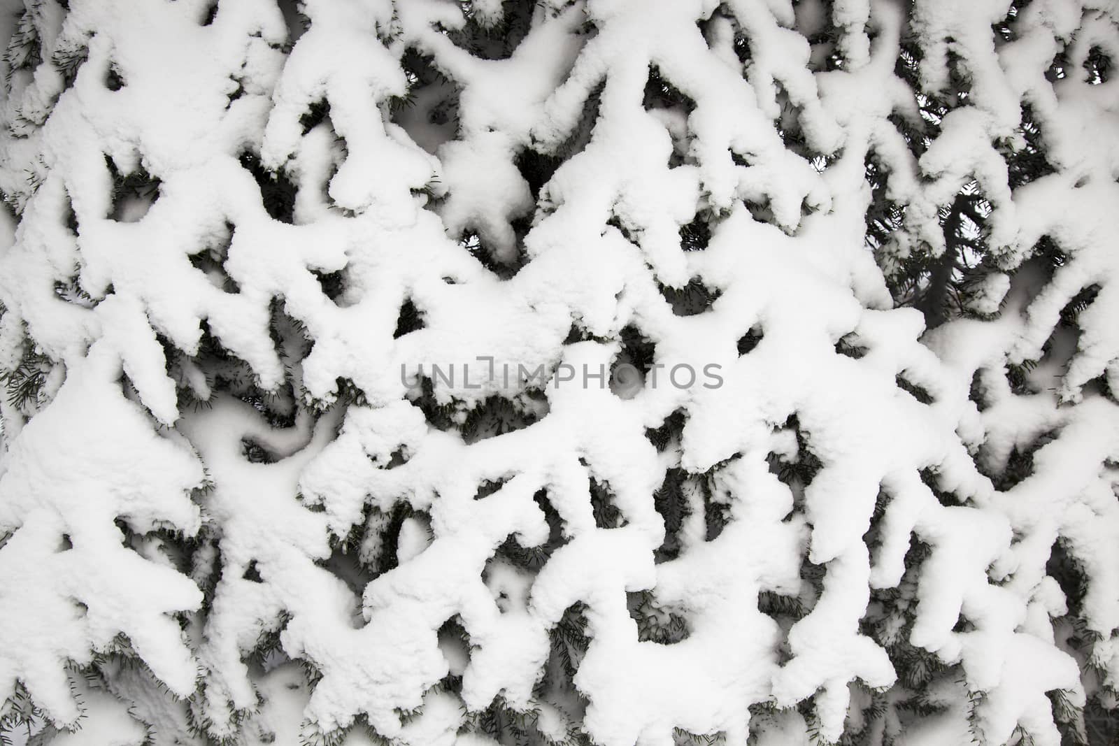   the fir-trees photographed in a winter season