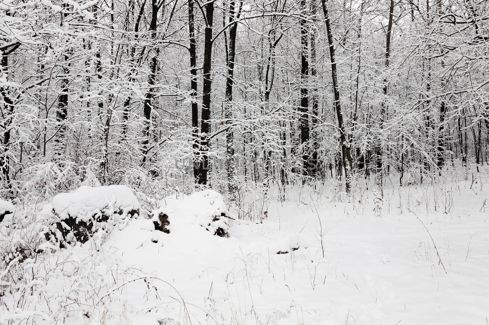  the trees photographed in a winter season.