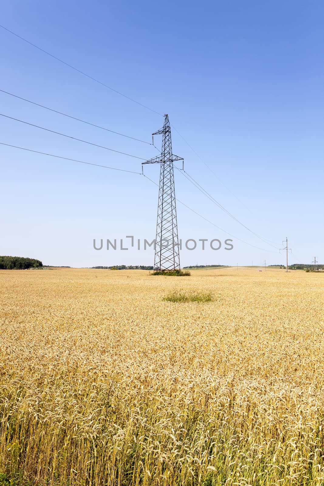  Agricultural field on which grow ripe wheat.