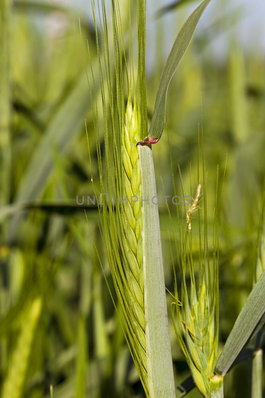   the ear of an unripe cereal photographed by a close up