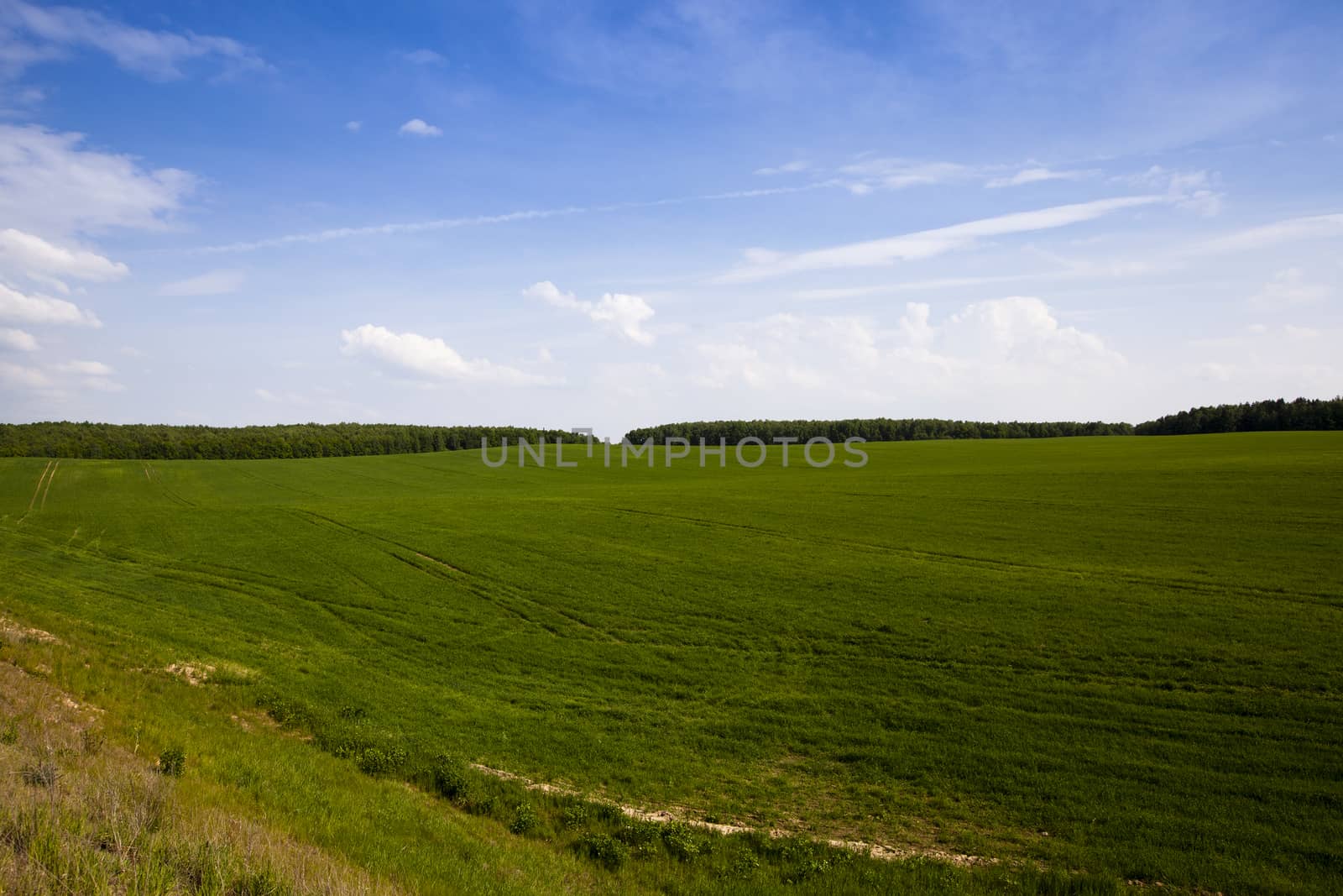   an agricultural field on which grow up green oats