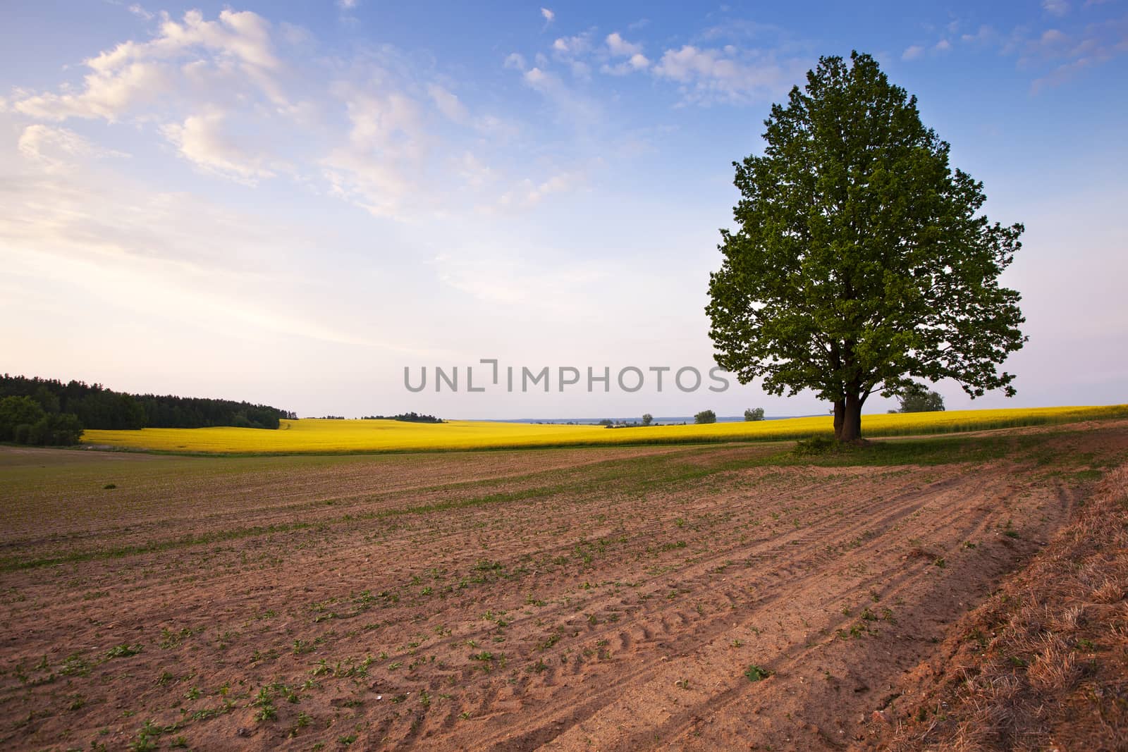  the lonely tree growing on an agricultural field.