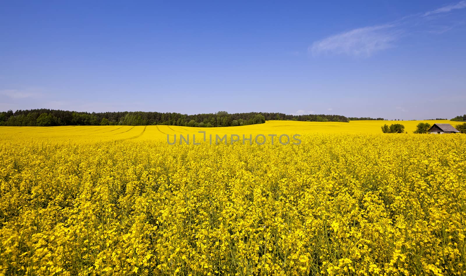   an agricultural field in which rape blossoms. Blue sky.