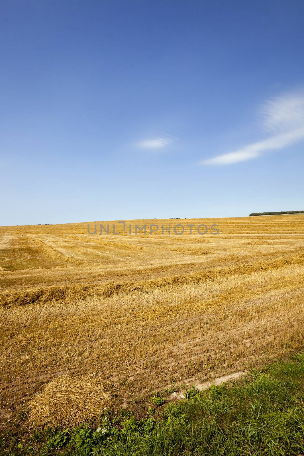   an agricultural field on which reap a crop of cereals  