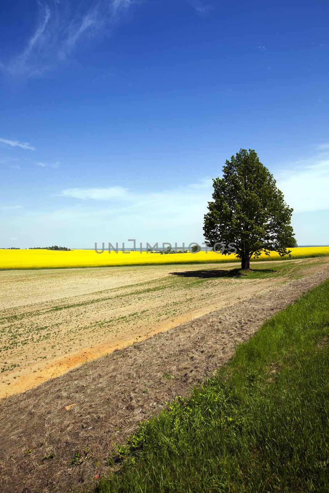 the lonely tree growing on an agricultural field