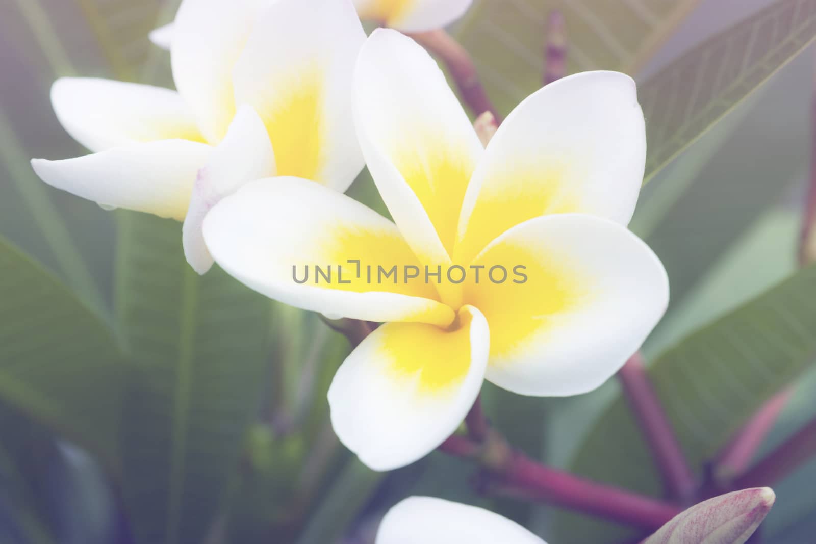 Beautiful flower, beautiful nature blur background