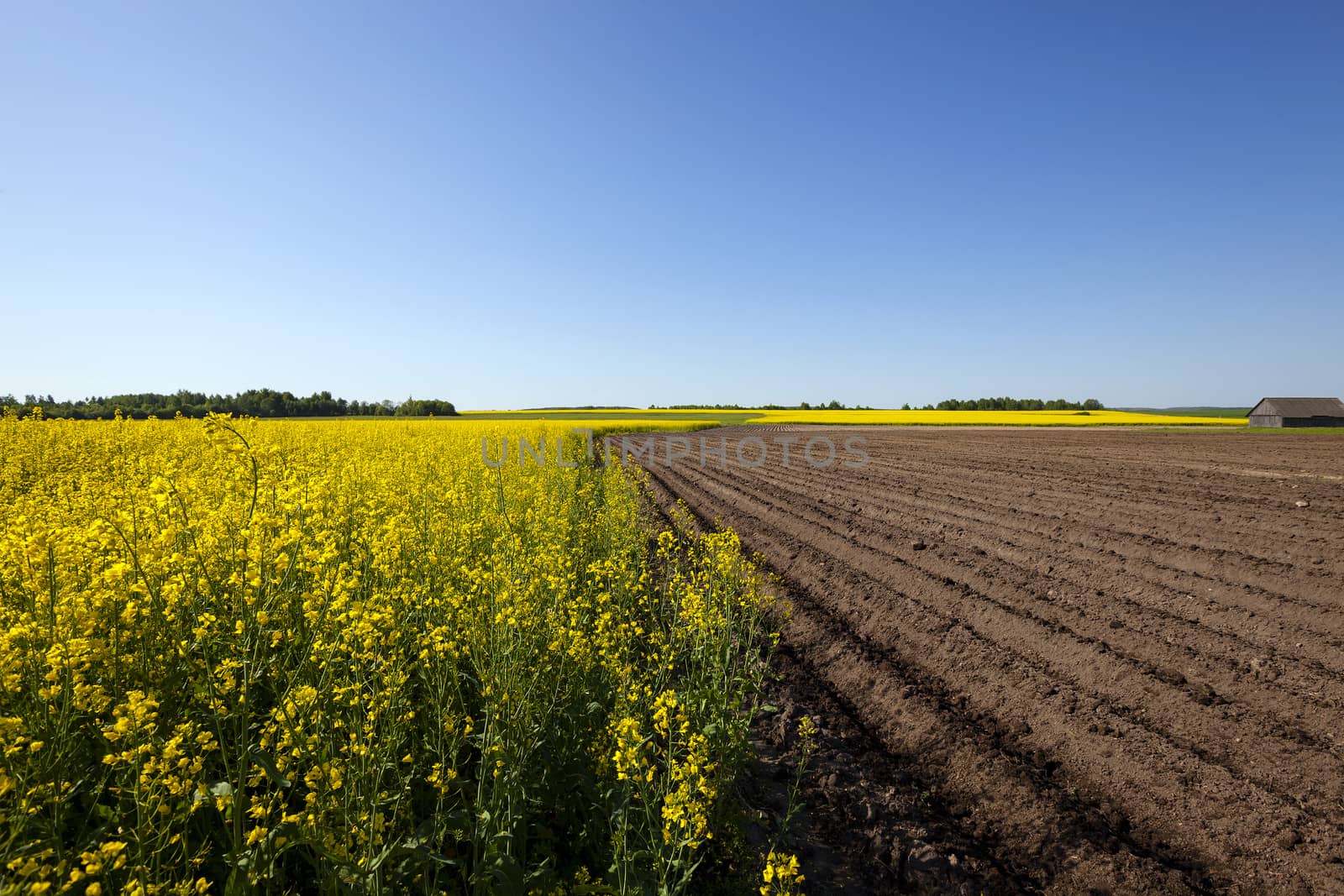   an agricultural field on which grow up potatoes and a colza. spring