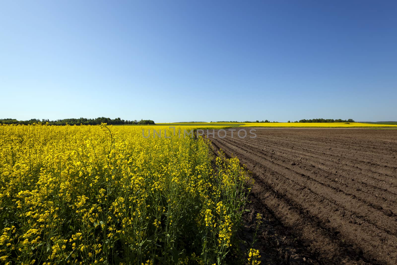  an agricultural field on which the colza and potatoes grows