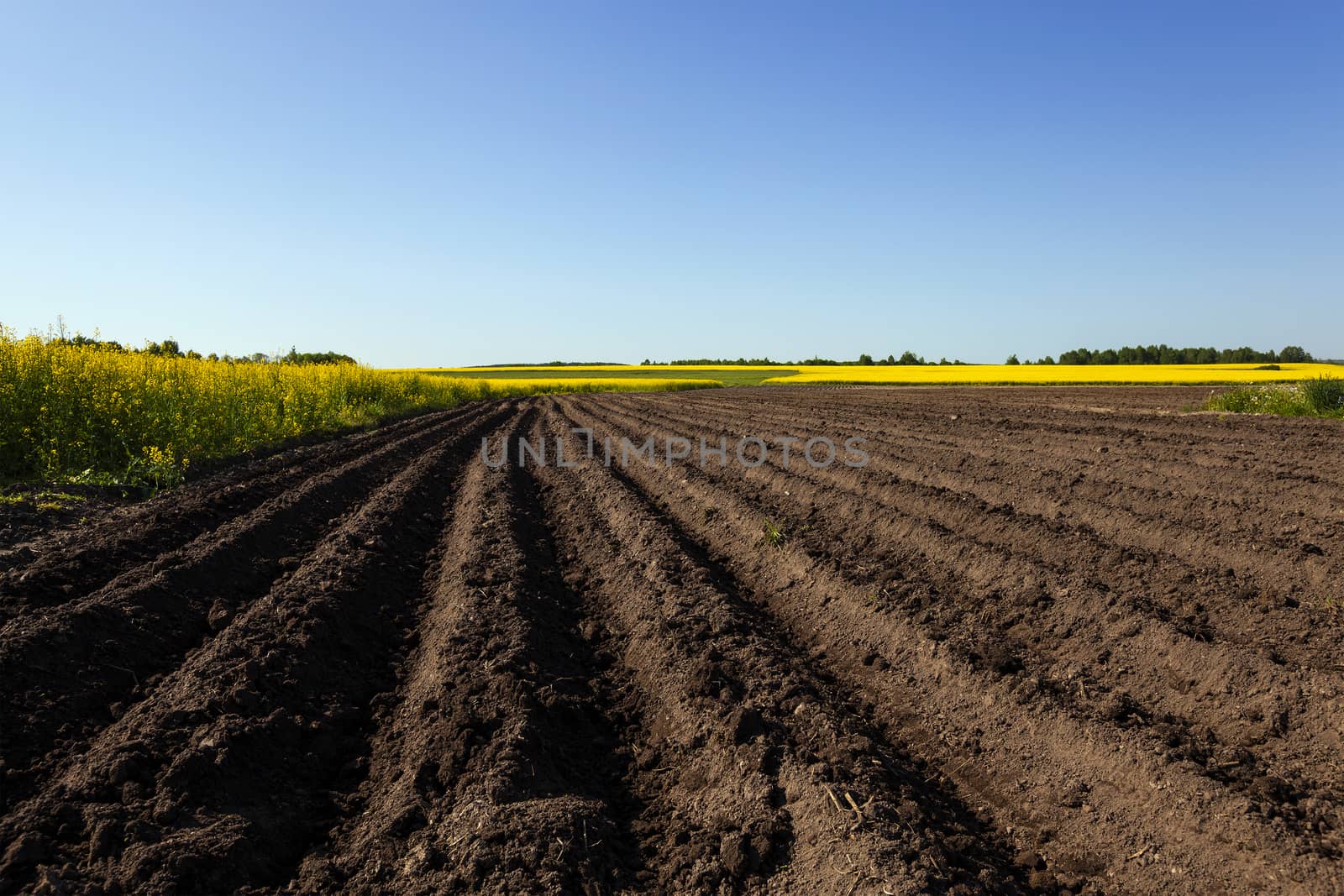   plowed agricultural field. Near growing canola. Blue sky.