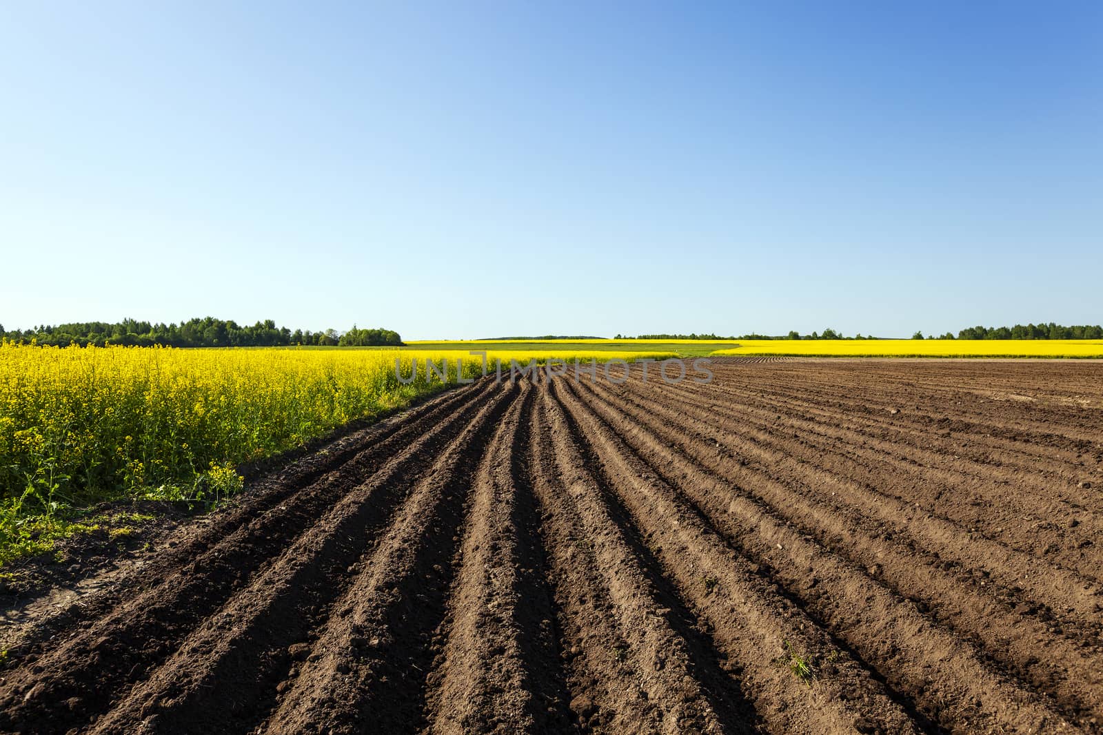  an agricultural field on which the colza and potatoes grows