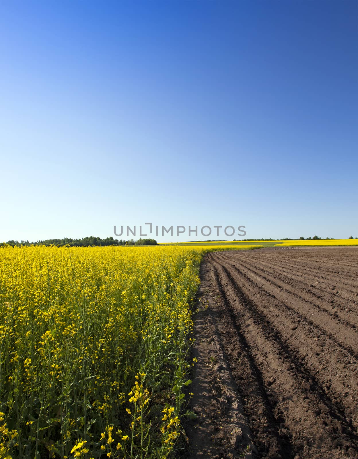   an agricultural field on which grow up potatoes and a colza. spring