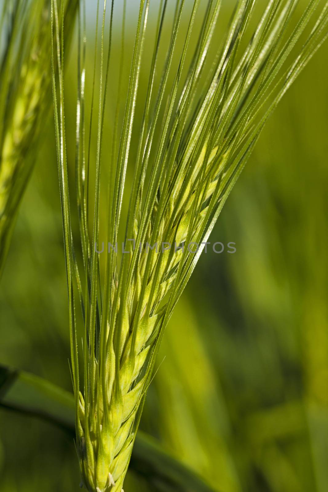   the ear of an unripe cereal photographed by a close up