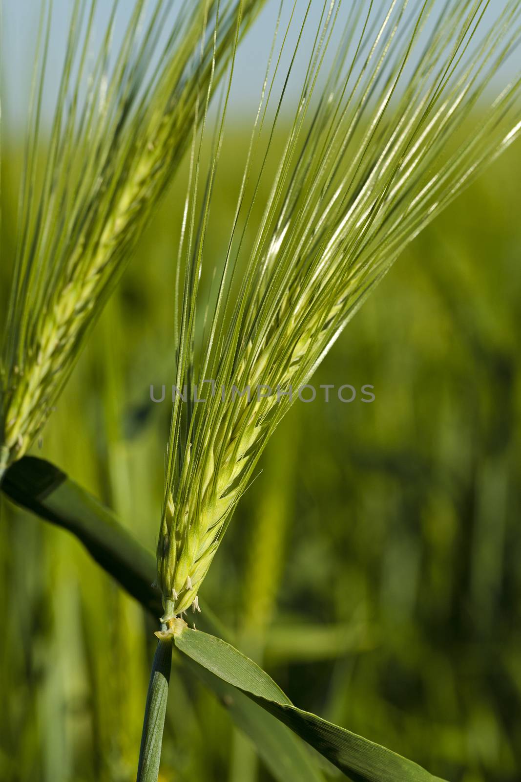   the ear of an unripe cereal photographed by a close up