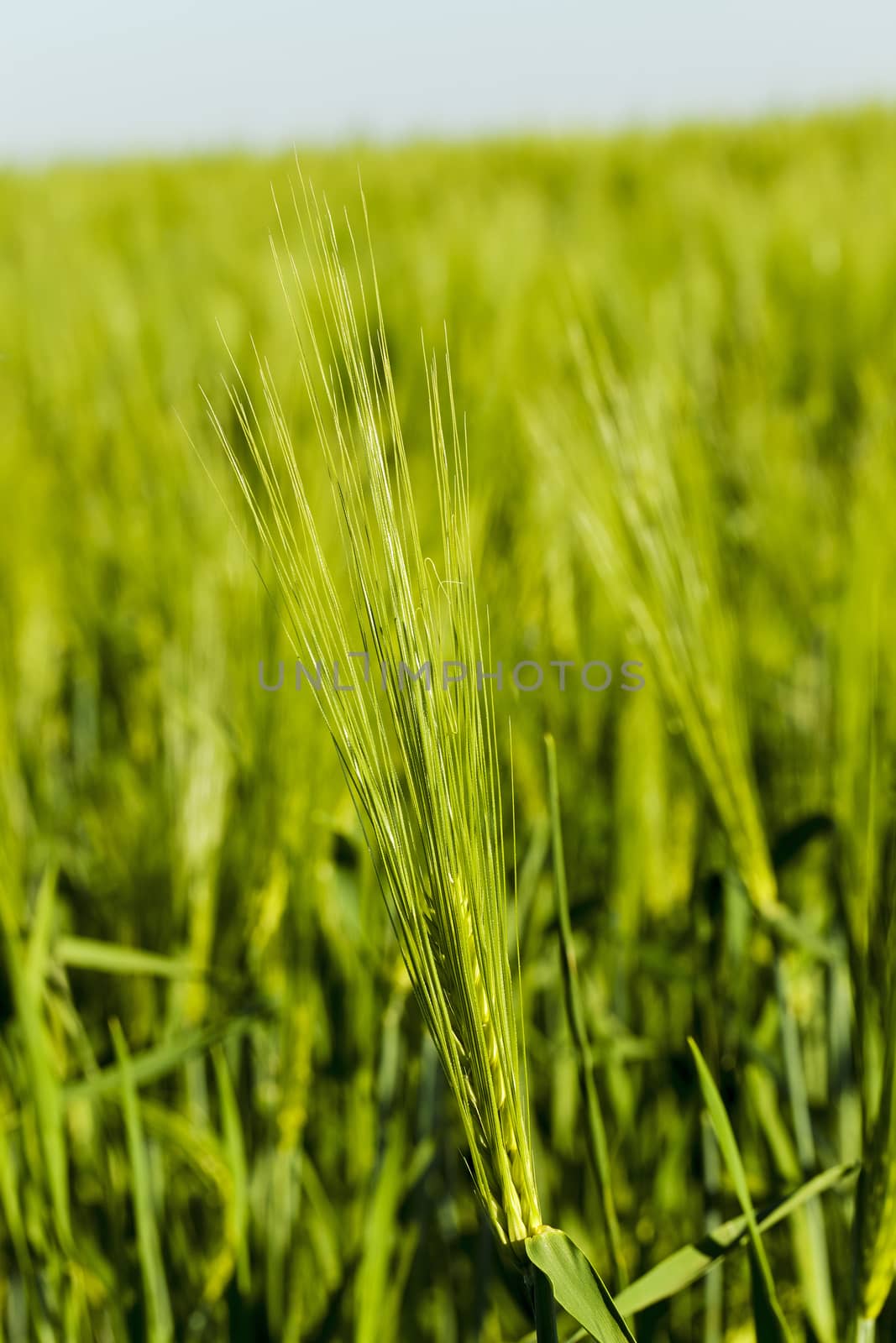  the ear of an unripe cereal photographed by a close up