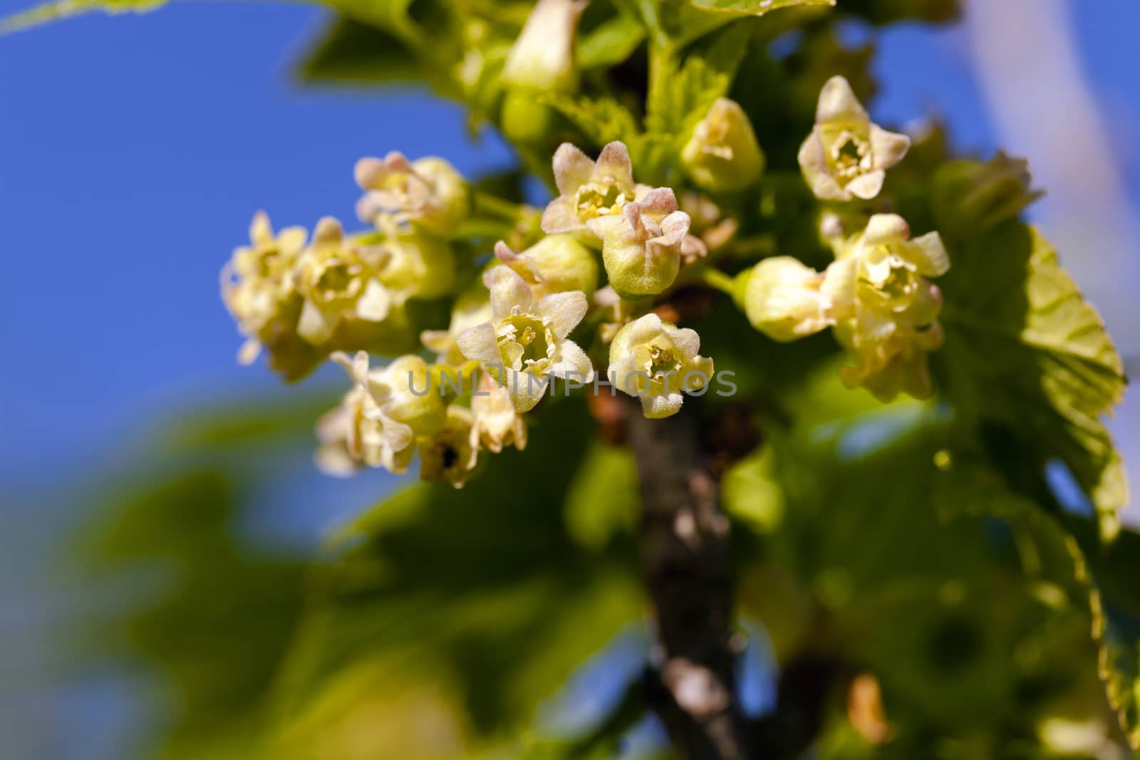   the blackcurrant flowers photographed by a close up. small depth of sharpness