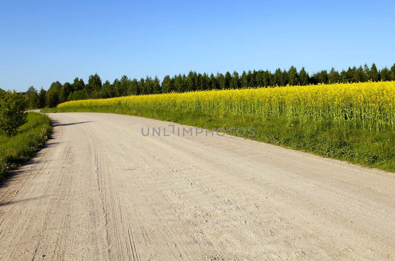   small paved vanishing  rural road. Belarus. spring  