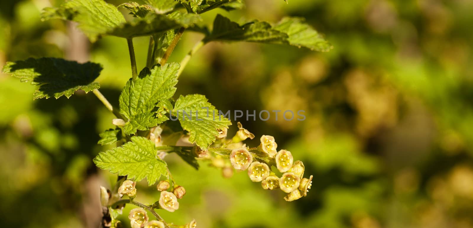   the blackcurrant flowers photographed by a close up. small depth of sharpness