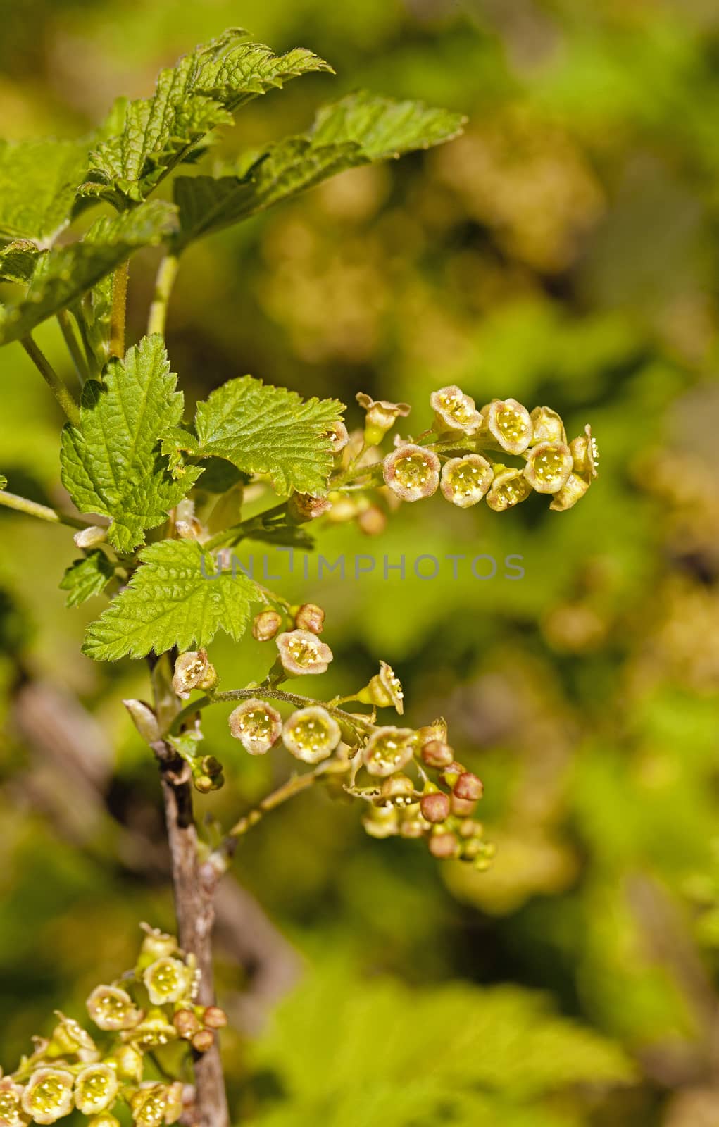   the blackcurrant flowers photographed by a close up. small depth of sharpness