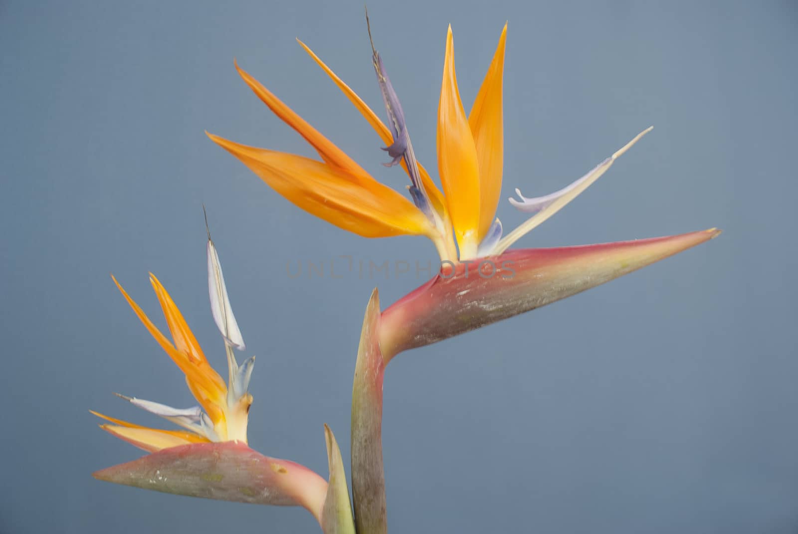 Photograph of some colorful natural flowers