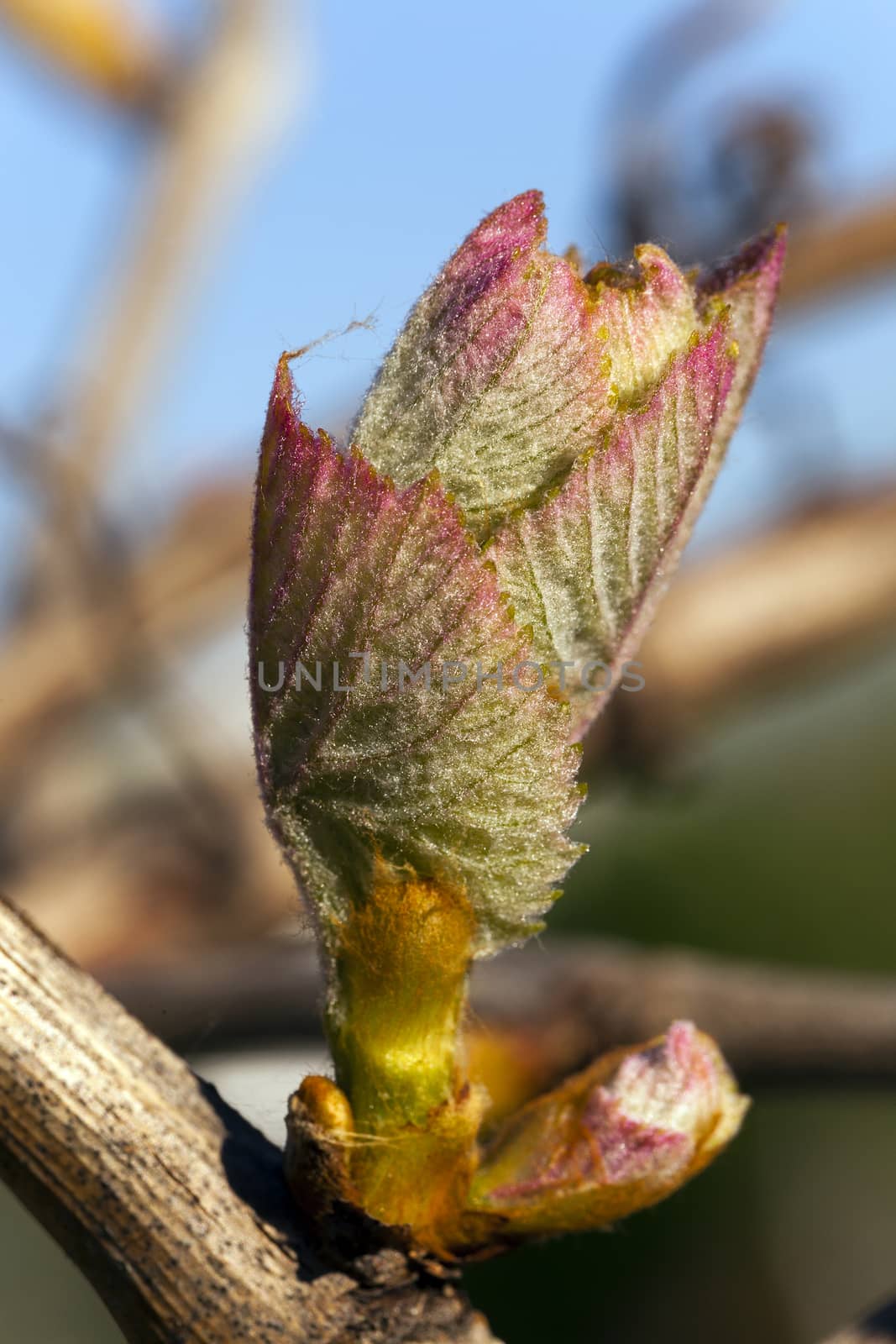   some first leaves of the grapes, grown in a spring season