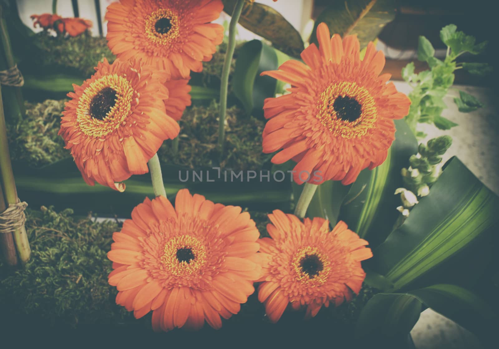 Photograph of some natural colorful flowers