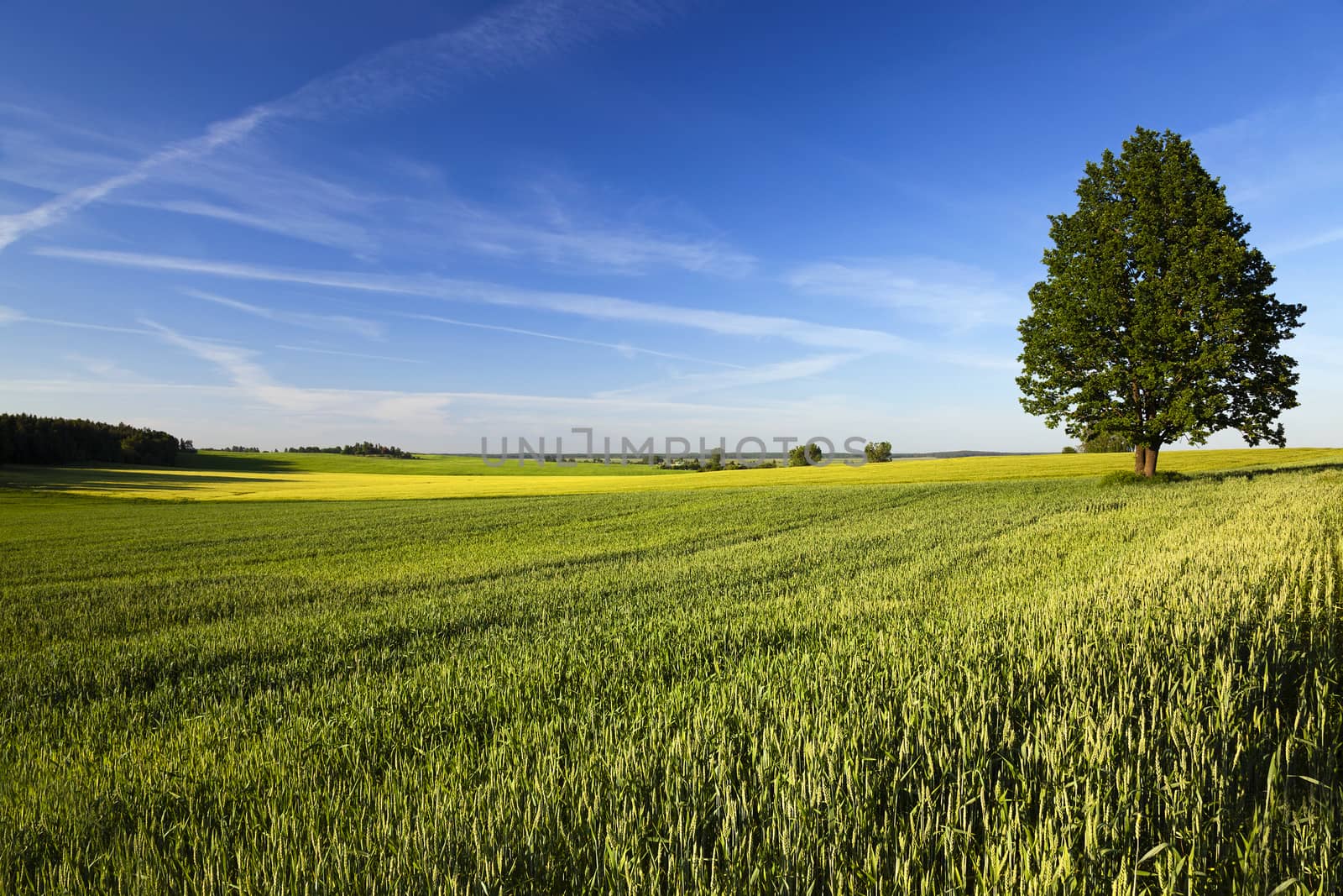   leafy green tree, lonely growing up in a rural field. Blue sky. Summer.