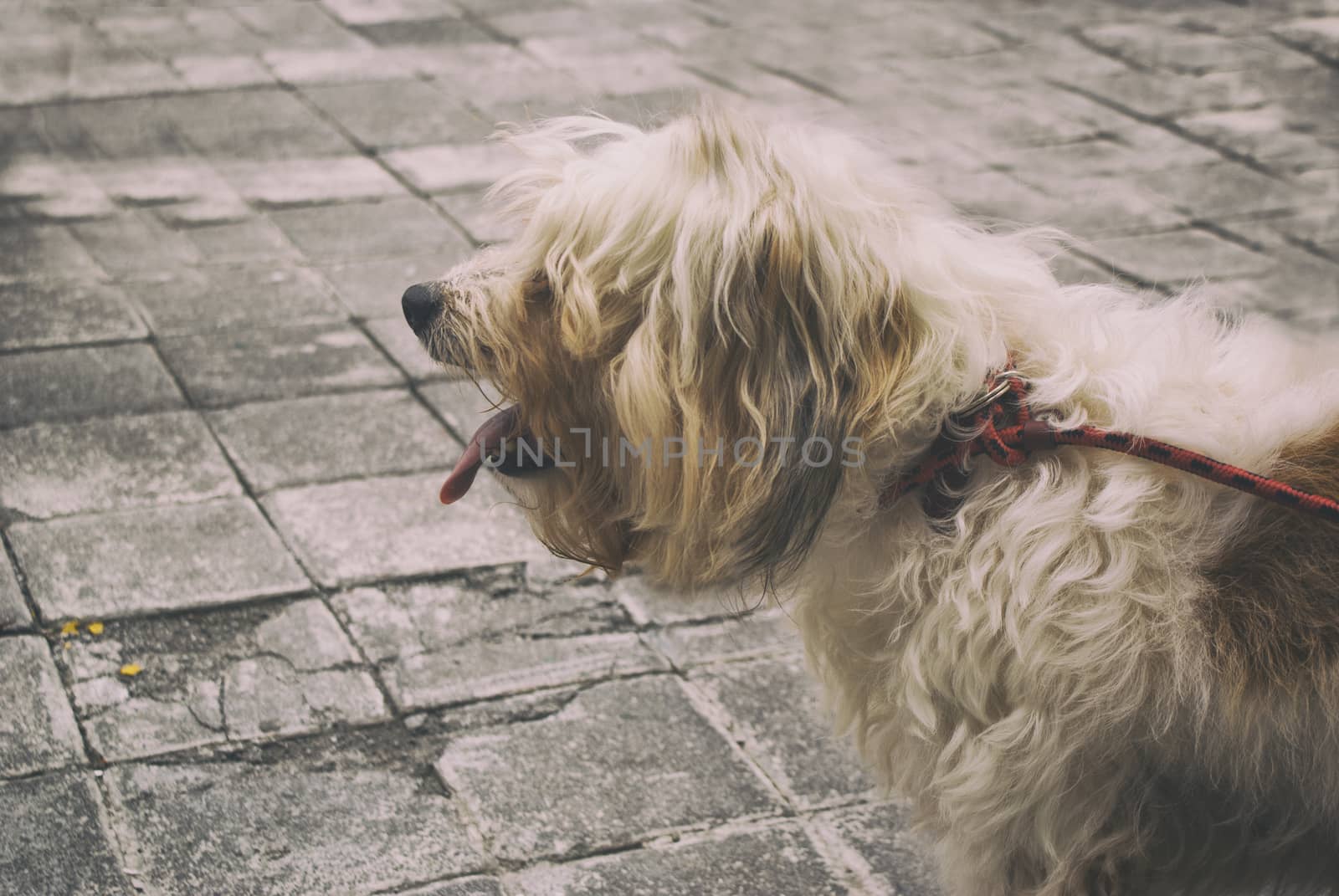 Photograph of a hairy dog on a concrete floor