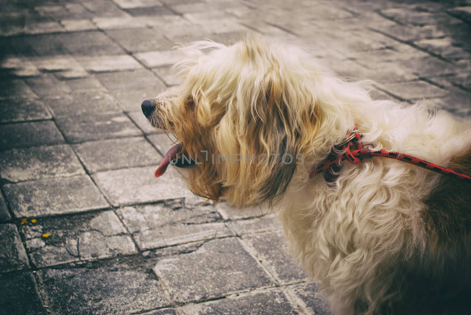 Photograph of a hairy dog on a concrete floor