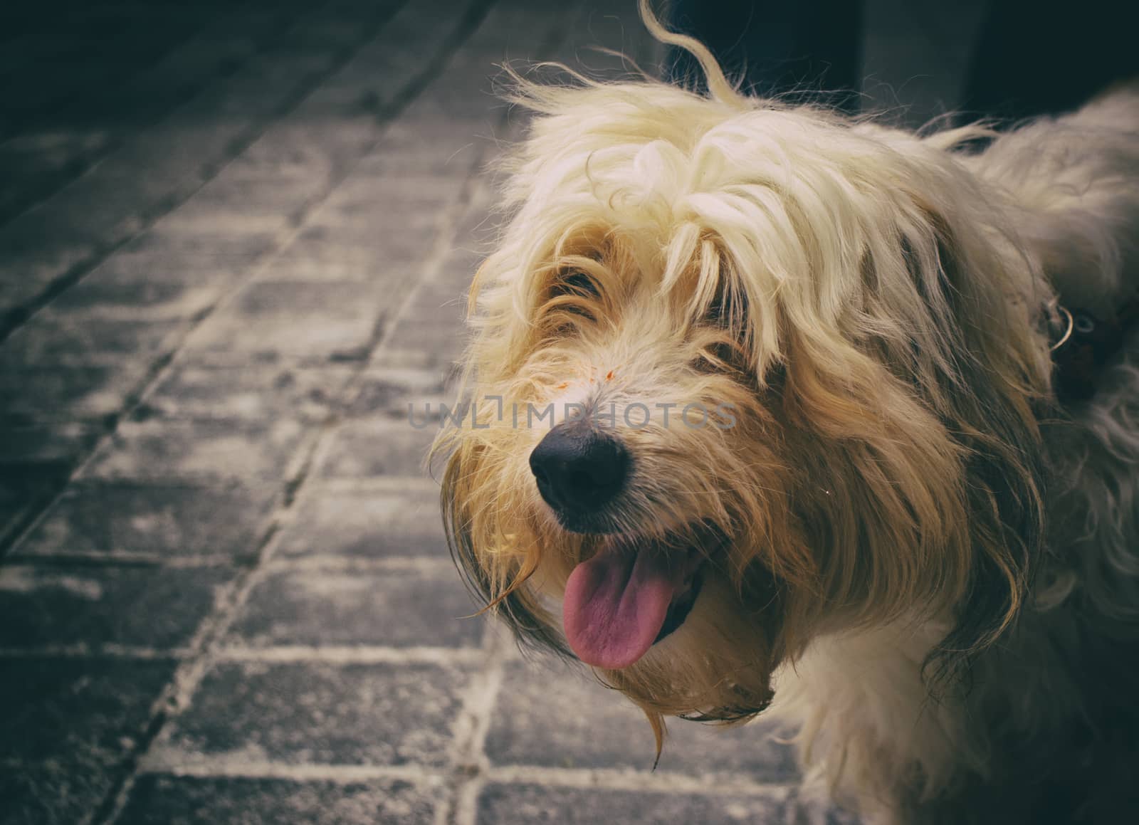 Photograph of a hairy dog on a concrete floor