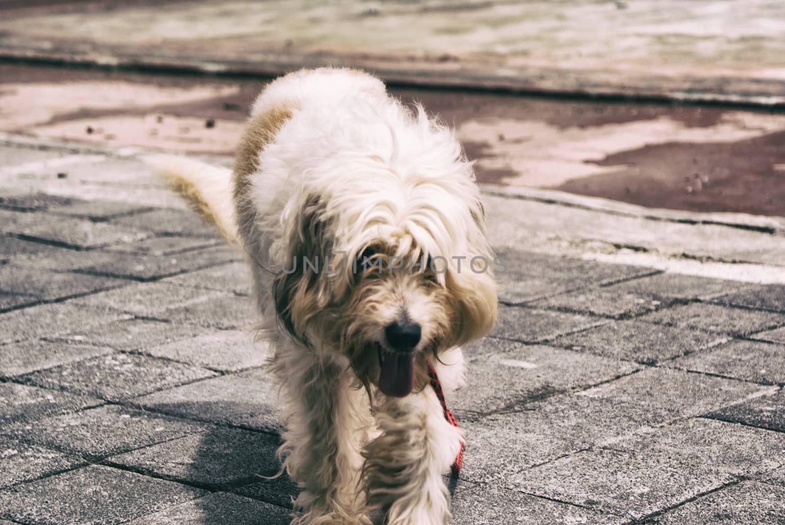 Photograph of a hairy dog on a concrete floor