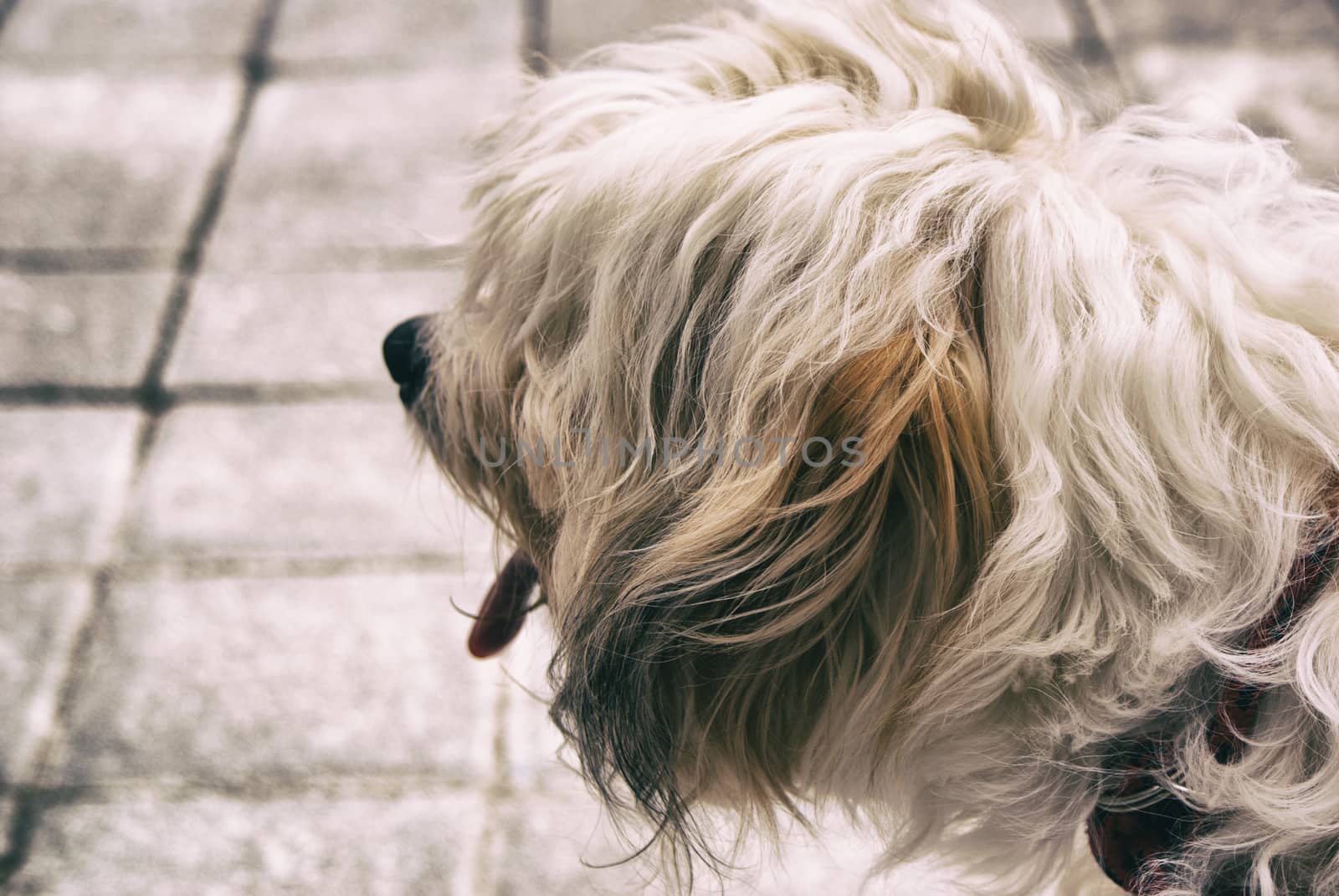 Photograph of a hairy dog on a concrete floor