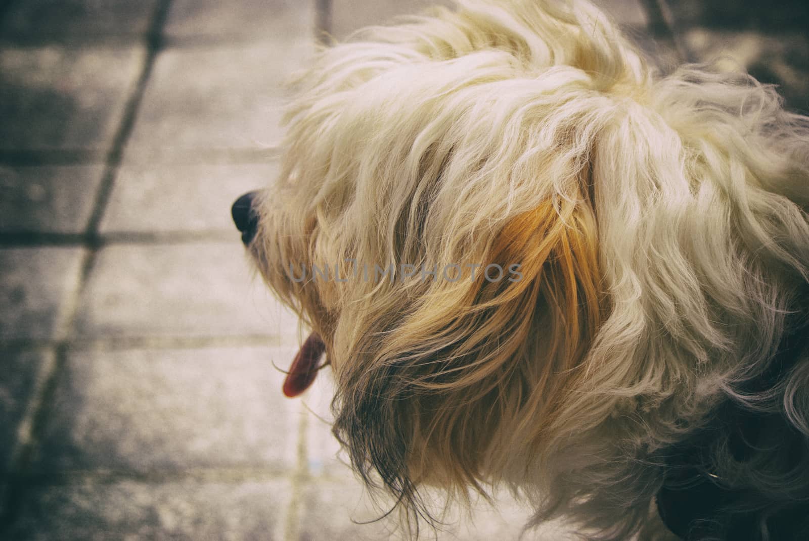 Photograph of a hairy dog on a concrete floor